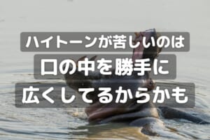 口を大きく開けたカバの写真に「ハイトーンが苦しいのは口の中を勝手に広くしてるからかも」の文字